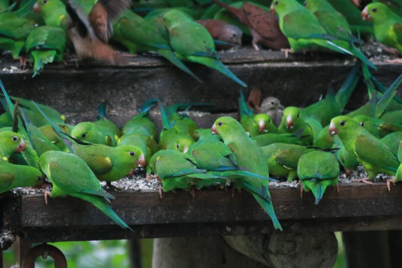 Pousada Recanto Das Aves Hotel Iguape Buitenkant foto